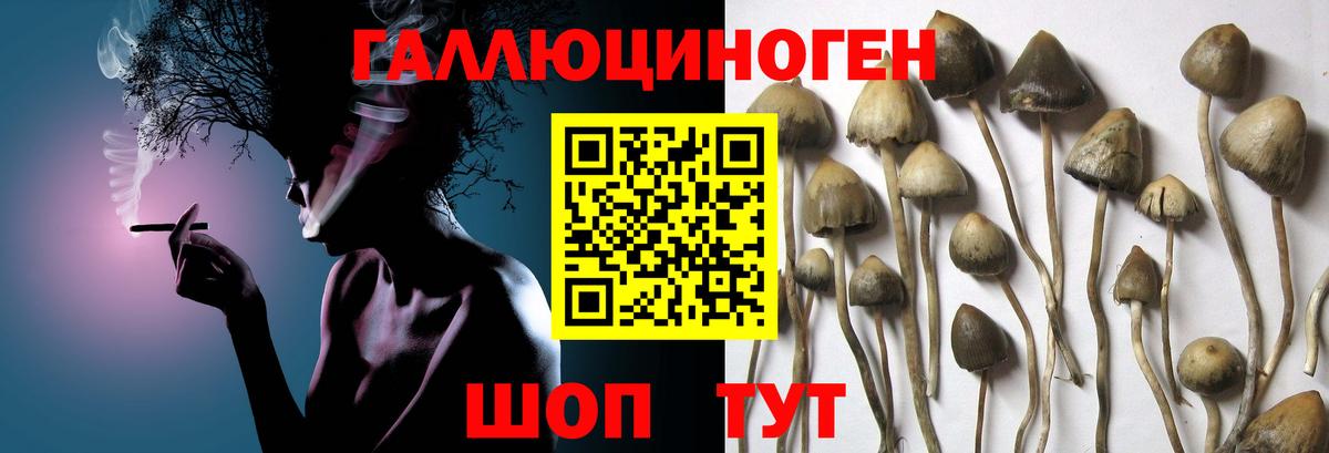 Волжск  Псилоцибиновые грибы мицелий  Вход с VPN 